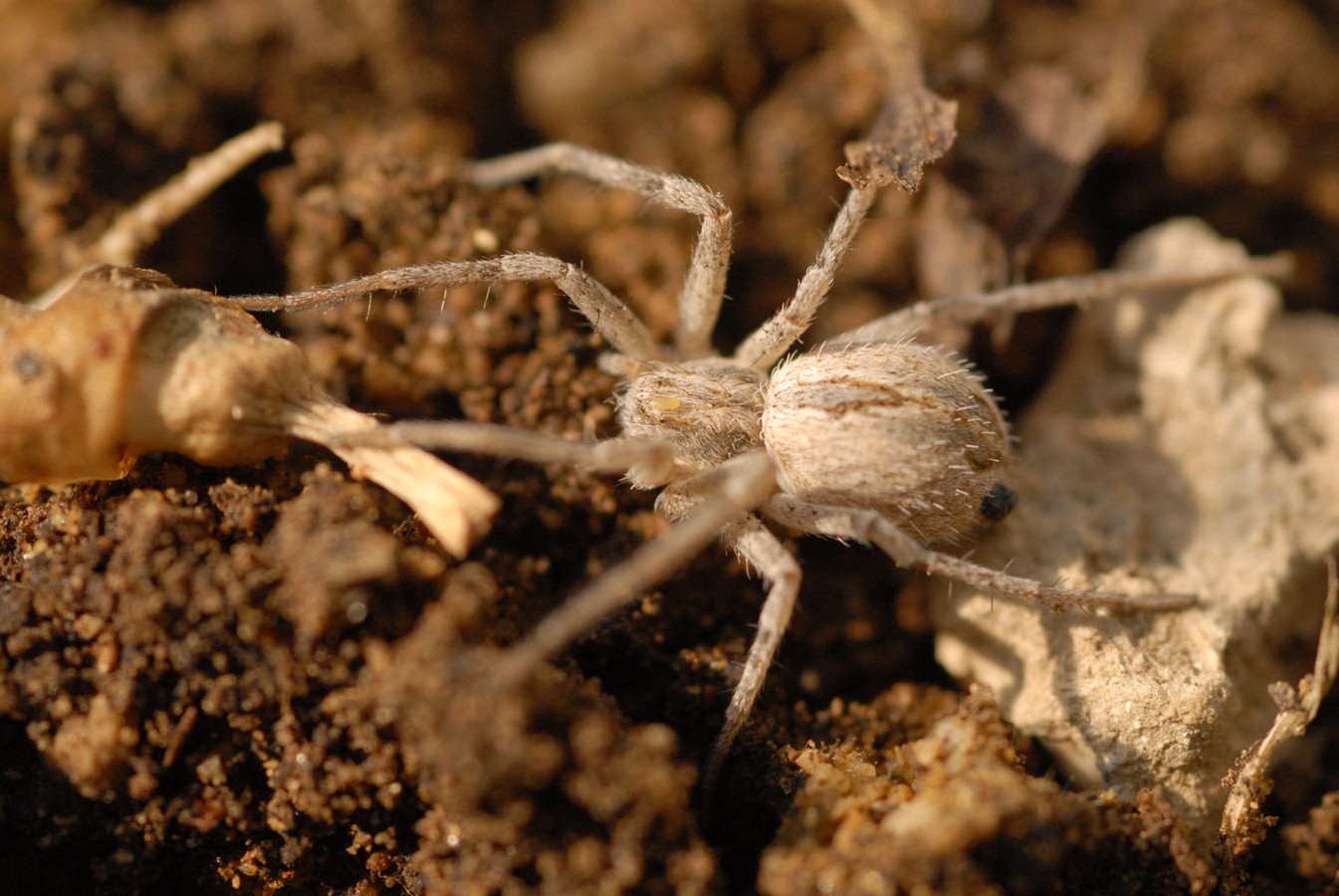 Philodromidae